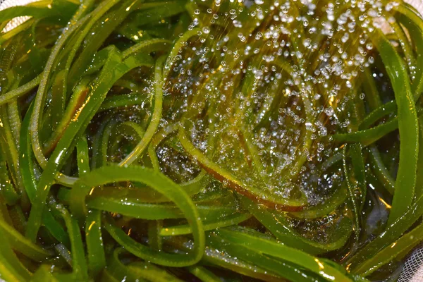 Fresh seaweed plant — Stock Photo, Image