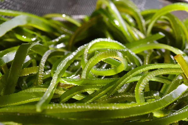 Fresh seaweed plant — Stock Photo, Image