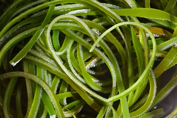 Alghe fresche — Foto Stock