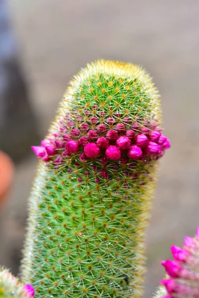 Цветущий кактус в горшке — стоковое фото