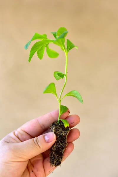 Stevia jovem plântula — Fotografia de Stock