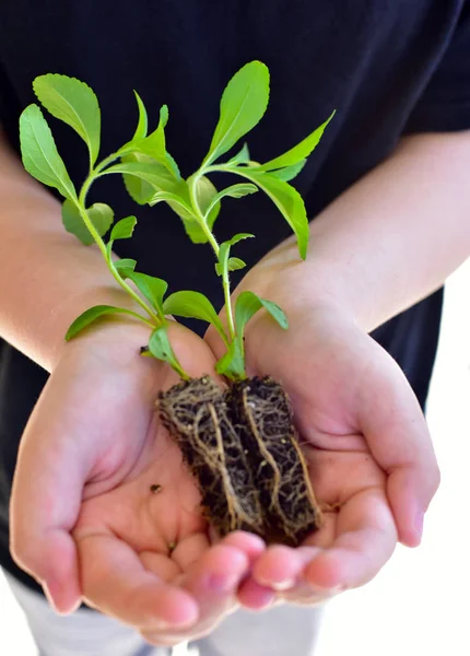 Stevia plántulas jóvenes — Foto de Stock