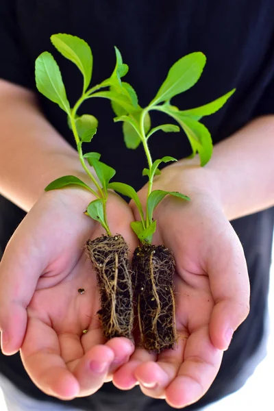 Stevia jovem plântula — Fotografia de Stock