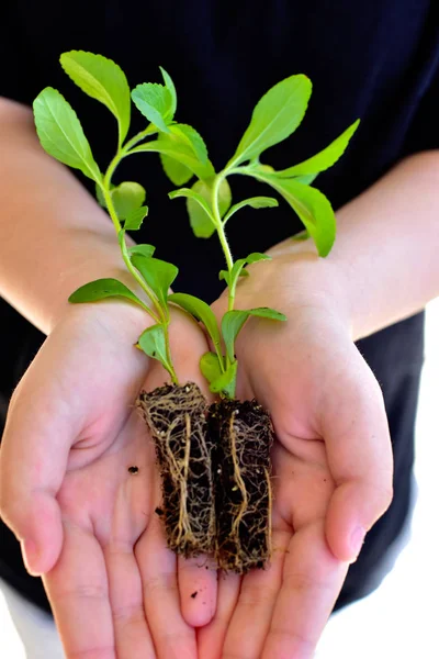 Stevia plántulas jóvenes — Foto de Stock