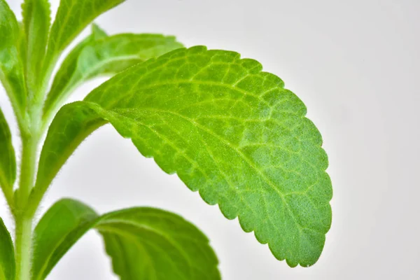 Młode rośliny Stevia — Zdjęcie stockowe