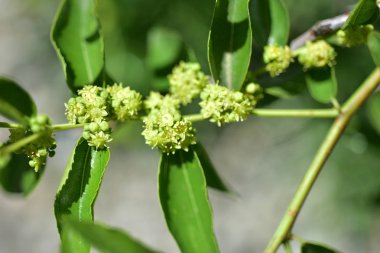 Jojoba çiçek açan ağaç