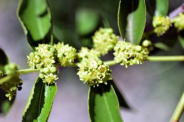 Jojoba çiçek açan ağaç