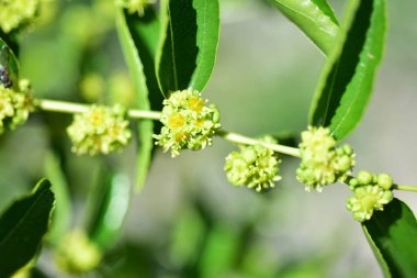 Jojoba çiçek açan ağaç