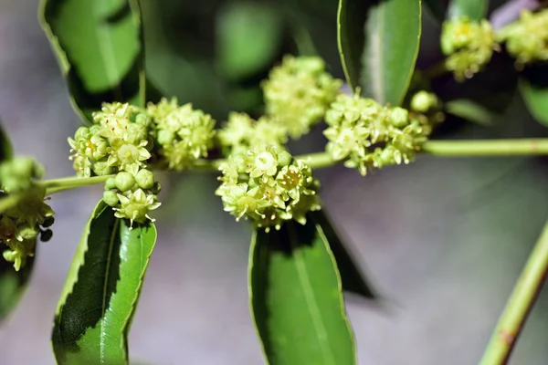 Jojoba árvore florescente — Fotografia de Stock