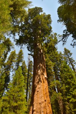 Dev dev Sekoya ağaçları