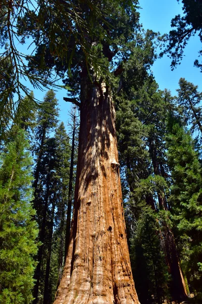 Gigantische enorme Sequoia bomen — Stockfoto