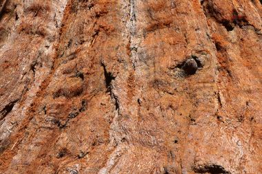 Dev dev Sekoya ağaçları