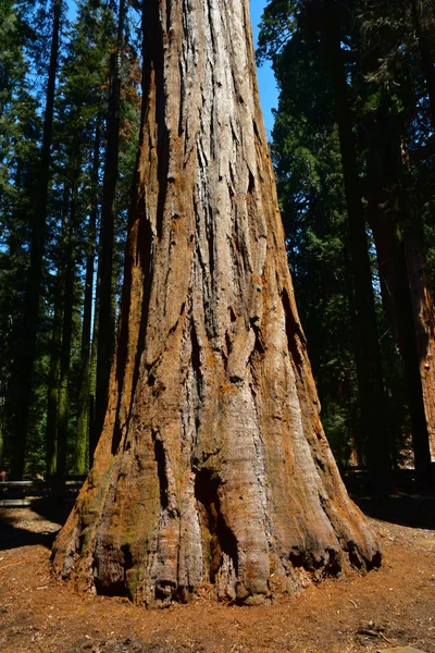 巨大な巨大なセコイアの木 — ストック写真