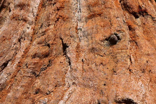 Dev dev Sekoya ağaçları