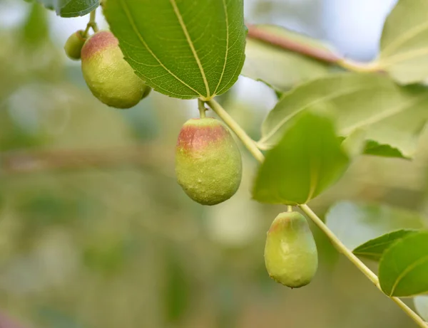 Jojoba zöld növény — Stock Fotó