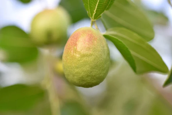 Jojoba green plant — Stock Photo, Image