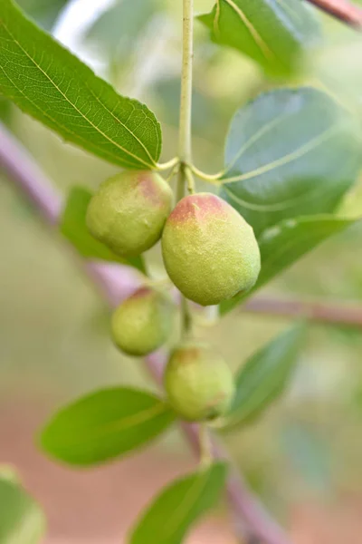 緑のホホバの植物 — ストック写真