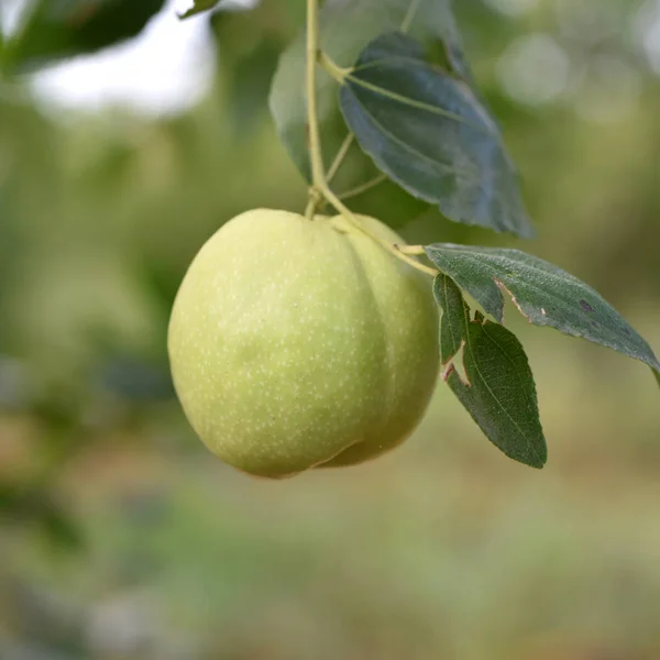 Jojoba planta verde — Foto de Stock