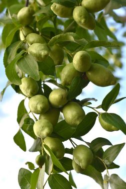 Jojoba yeşil bitki
