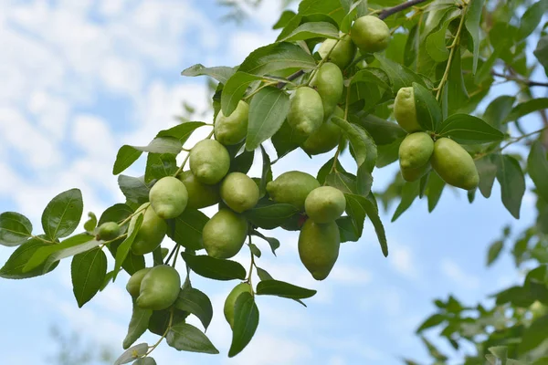 Roślin jojoba zielony — Zdjęcie stockowe