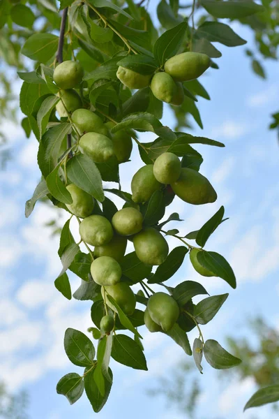 Roślin jojoba zielony — Zdjęcie stockowe