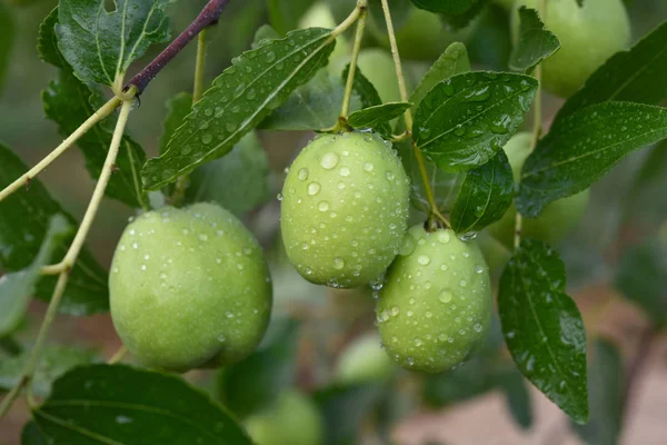 Plante verte jojoba — Photo