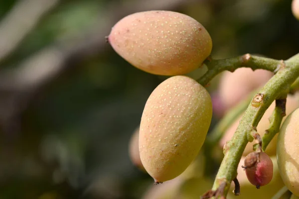 Pistachio nuts tree — Stock Photo, Image