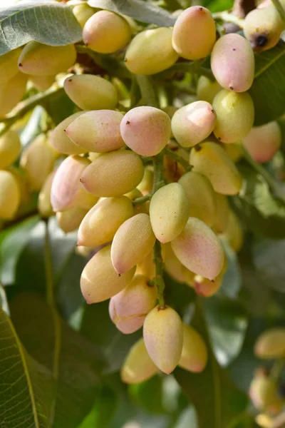 Pistachio nuts tree — Stock Photo, Image