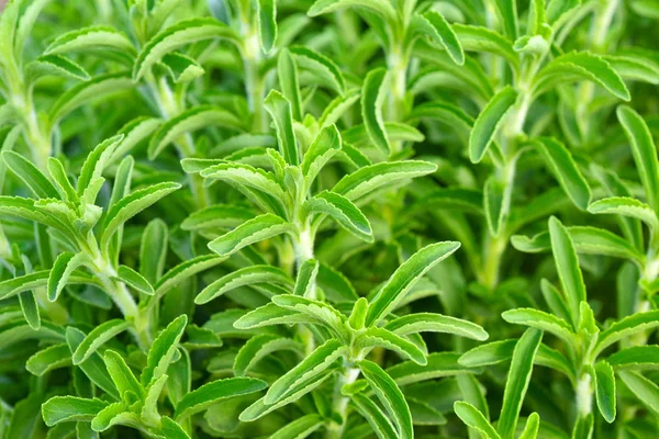 Stevia yeşil bitki