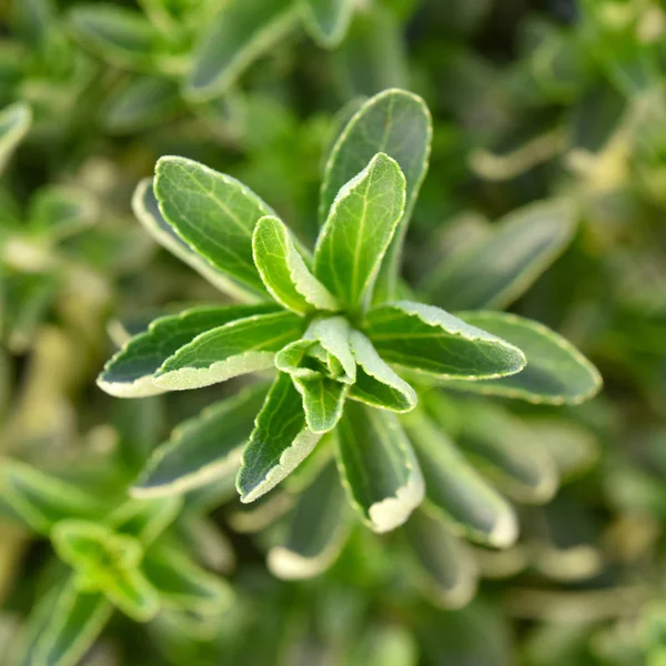 Stevia plante verte — Photo