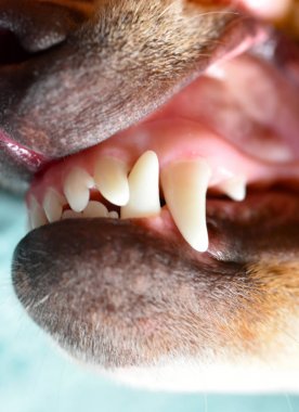 Beyaz dişleri köpek yavrusu