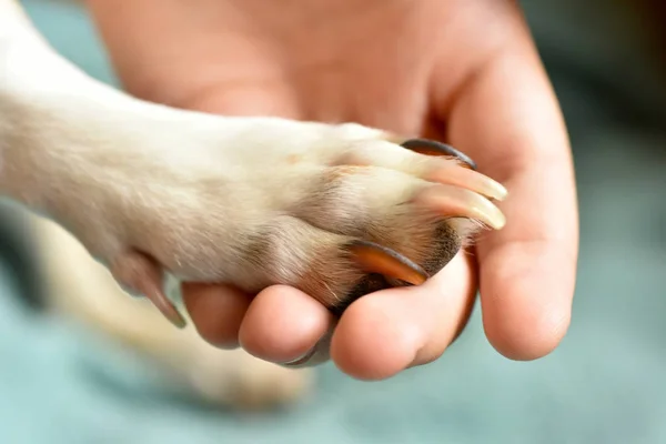 Hundepfote und menschliche Hand — Stockfoto