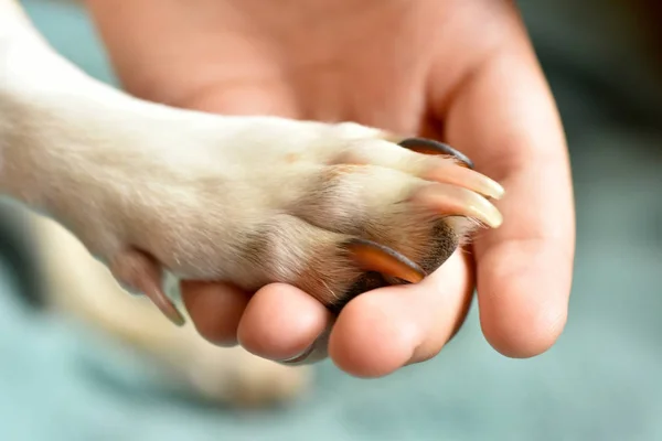 Hond poot en menselijke hand Stockfoto