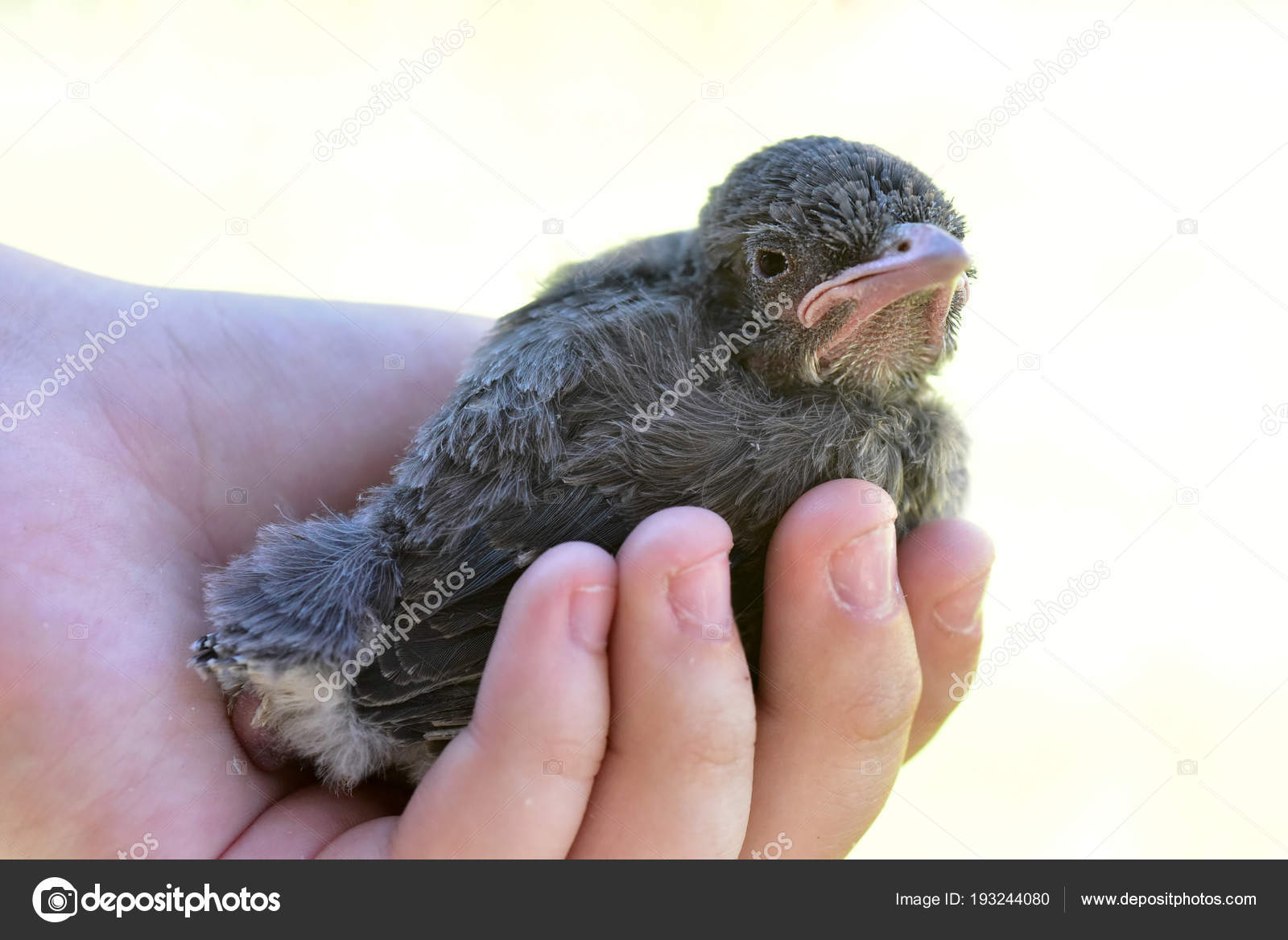 Nestling Baby Blue Jay Bird Stock Photo Image By C Coconat Nestling Baby Blue Jay Bird Stock Photo Image By C Coconat