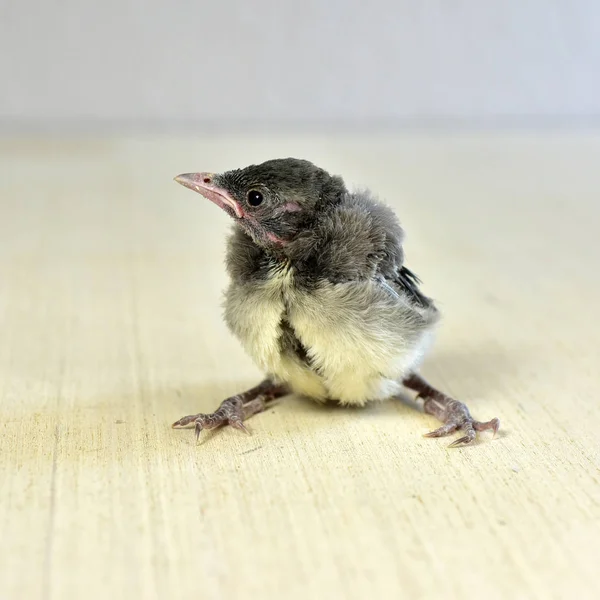 Nestling bebê Blue Jay pássaro — Fotografia de Stock