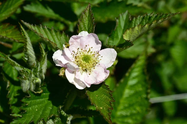 Florescimento de flor de arbusto de amora — Fotografia de Stock