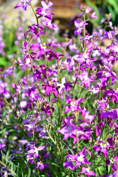 Night Scented Stock Matthiola Longipetala Fragrant Flower — Stock Photo, Image