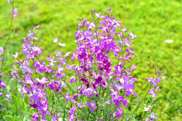 Stock Perfumado Noche Flor Fragante Matthiola Longipetala Imagen de archivo