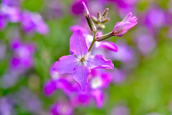 Night Scented Stock Matthiola Longipetala Fragrant Flower — Stock Photo, Image