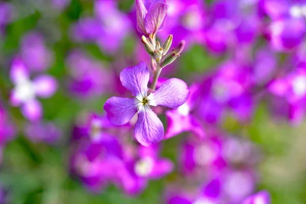 Night Scented Stock Matthiola Longipetala Fragrant Flower — Stock Photo, Image