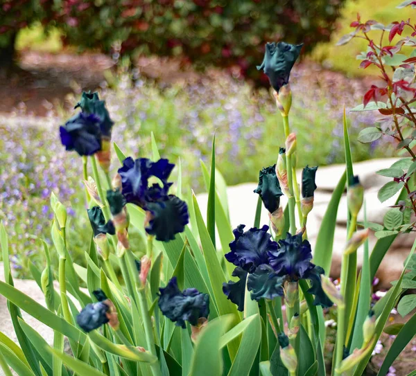Iris Noir Dans Jardin Feuilles Vertes — Photo