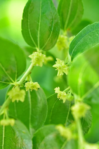 Jojoba Kwitnące Drzewo Zielone Zdrowe Rośliny Olejne Kwiaty — Zdjęcie stockowe