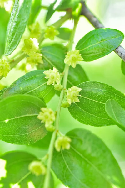 Jojoba Kwitnące Drzewo Zielone Zdrowe Rośliny Olejne Kwiaty — Zdjęcie stockowe