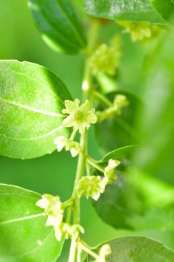 Jojoba çiçek açan yeşil sağlıklı yağ bitkisi çiçekleri