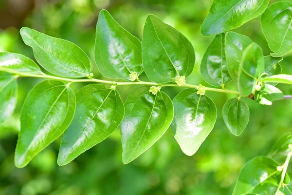 Jojoba Blommande Träd Grön Frisk Olja Växt Blommor — Stockfoto