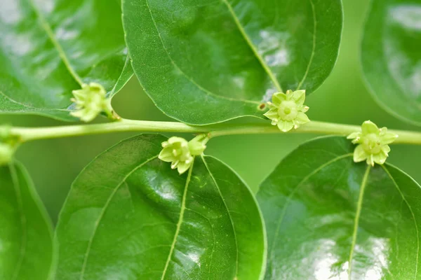 Jojoba Blommande Träd Grön Frisk Olja Växt Blommor — Stockfoto