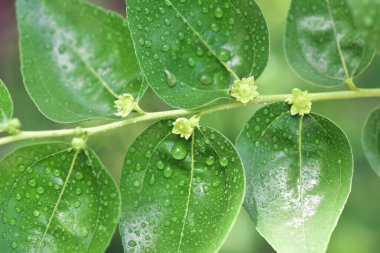 Jojoba çiçek açan yeşil sağlıklı yağ bitkisi çiçekleri