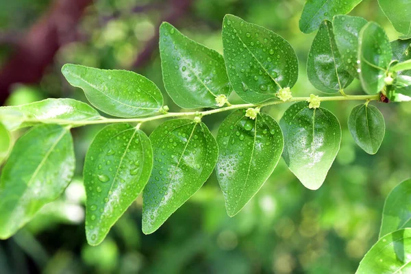 Jojoba Blommande Träd Grön Frisk Olja Växt Blommor — Stockfoto