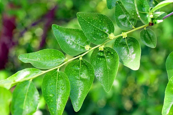 Jojoba Blommande Träd Grön Frisk Olja Växt Blommor — Stockfoto