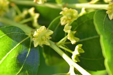 Jojoba çiçek açan yeşil sağlıklı yağ bitkisi çiçekleri